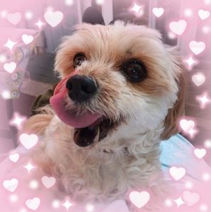 Meet your Posher, Sandy